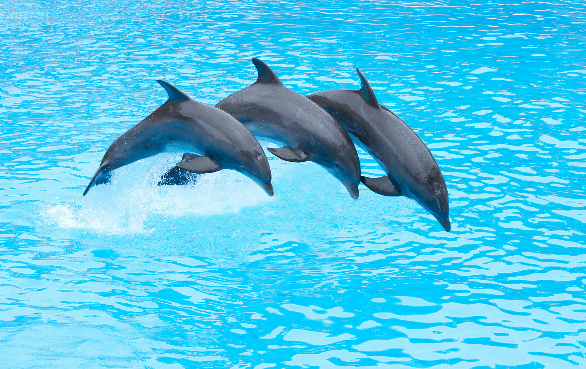 Four Points By Sheraton - Sea World 3* San Diego